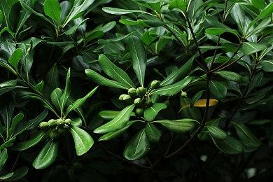 育碧海盗游戏《碧海黑帆》失去第三个创意总监