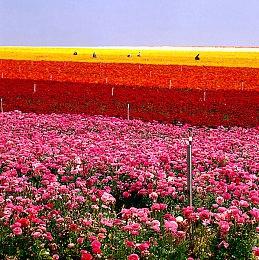 《明末：渊虚之羽》或成为下一款收入破1亿美元的国产游戏